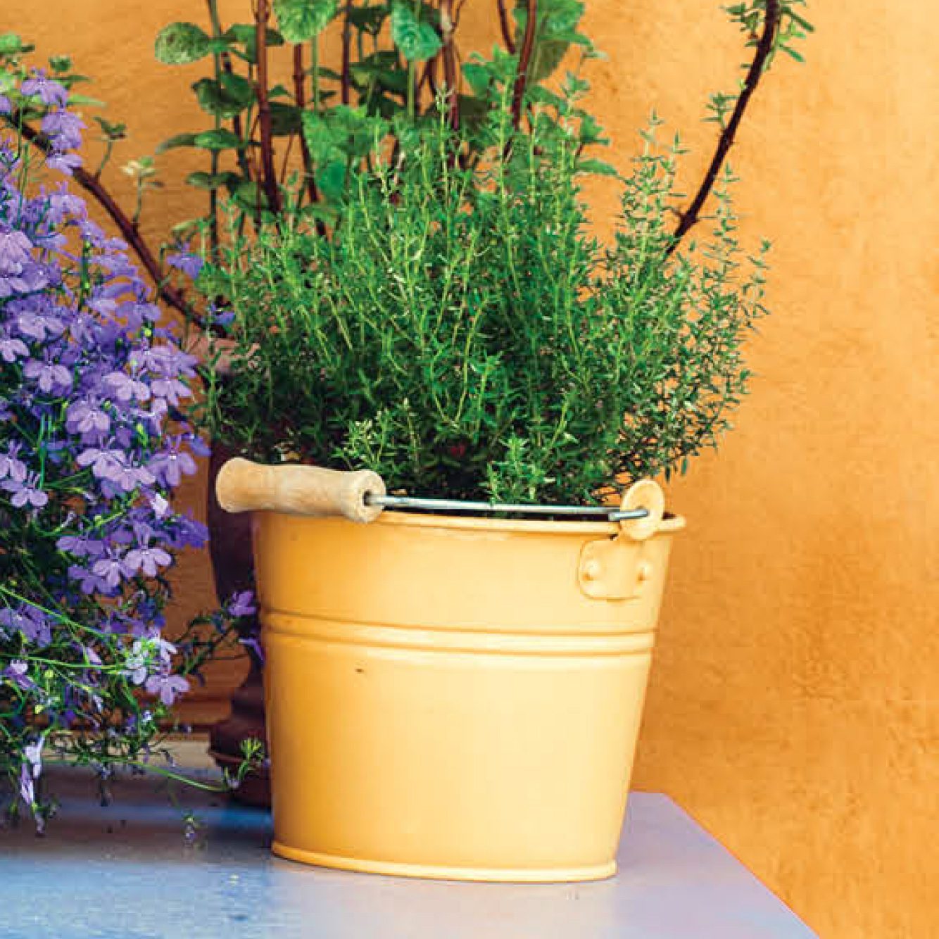 Thyme