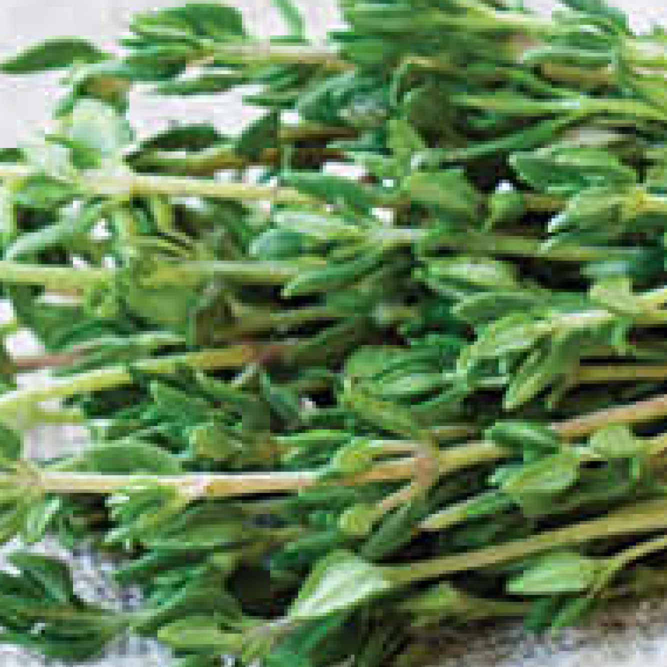 Thyme