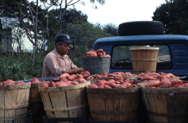 Farmer with sweet potatoes in the back of his truck. 1981 (circa). State Archives of Florida, Florida Memory.