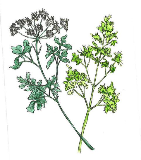 parsley