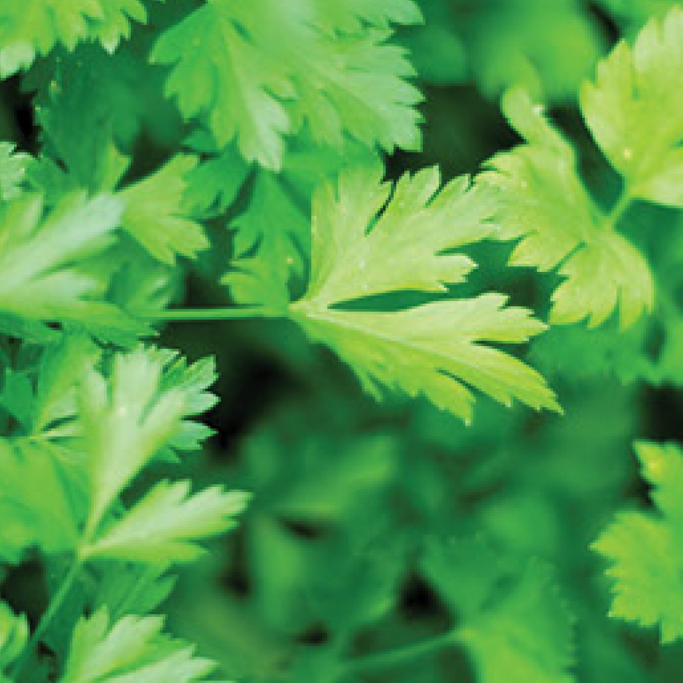 Parsley