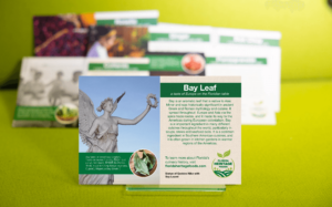 Bay Leaf Plant Card Mockup Front