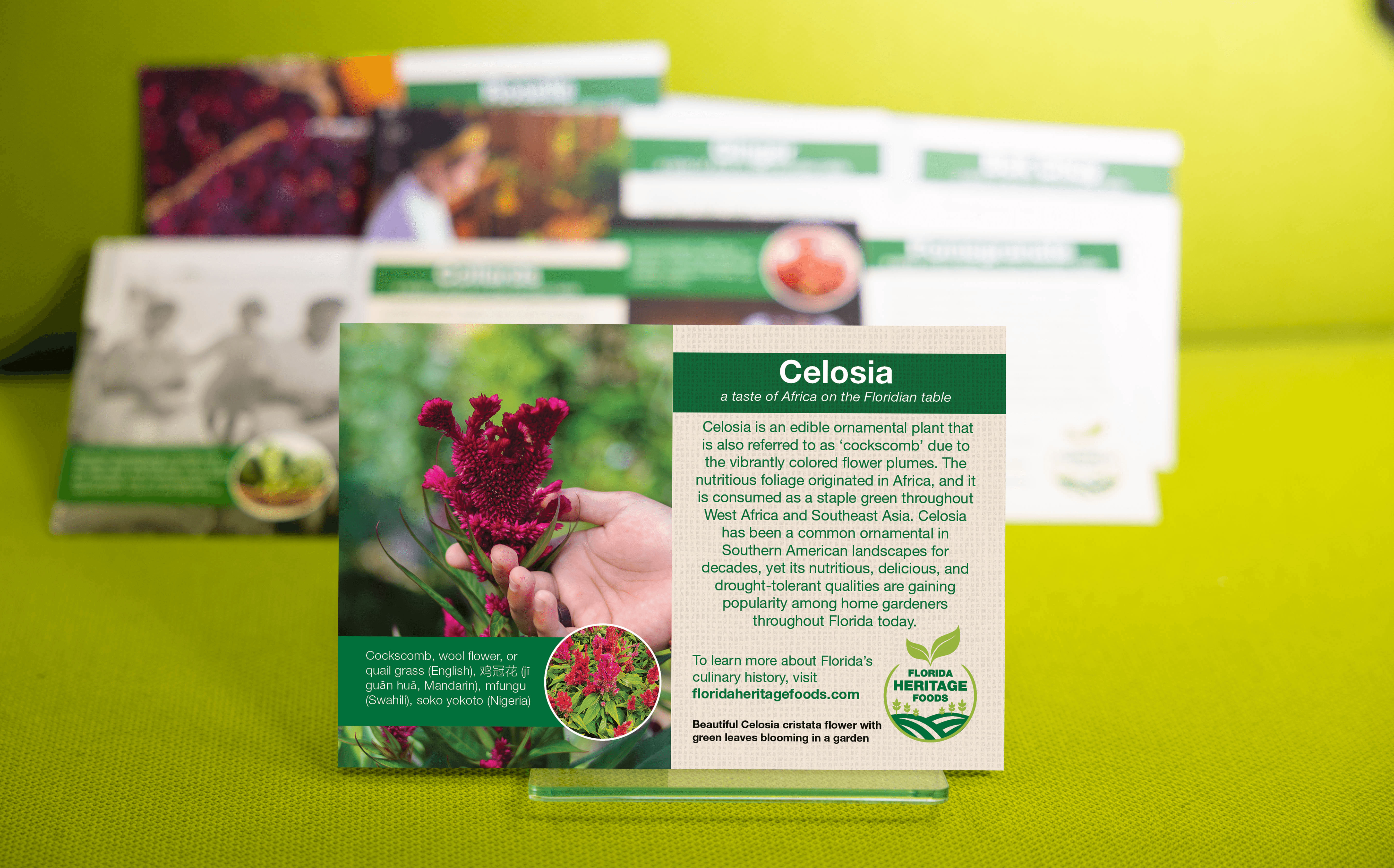 Celosia Plant Card Photo