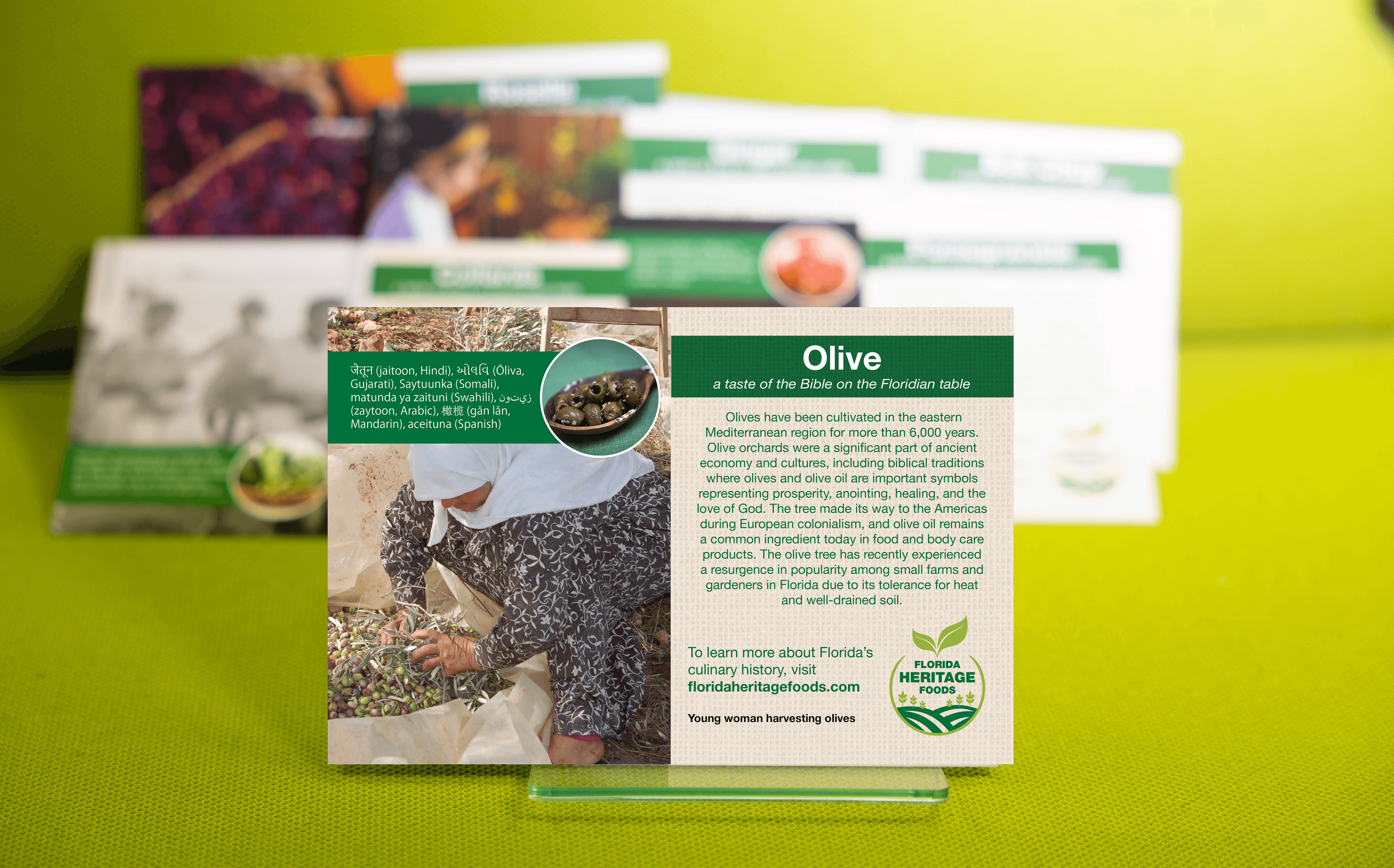 Olive Plant Card Photo