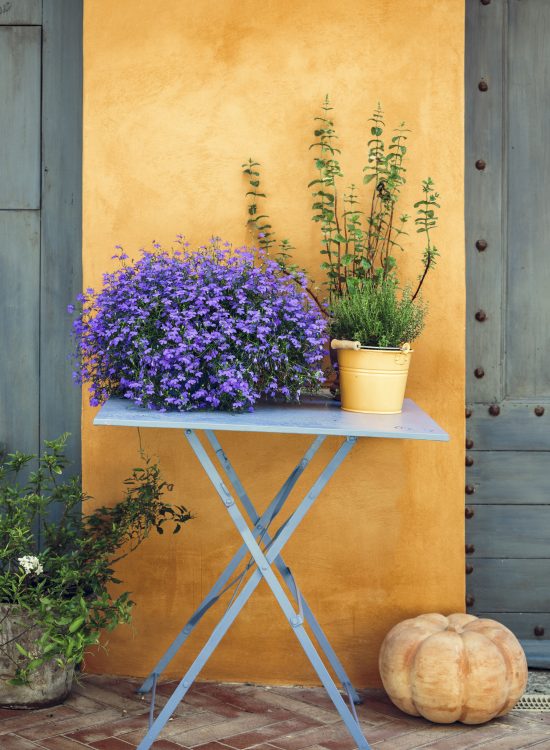 Composition of blue flowers, green herbs, clay pumpkin, blue table against yellow wall. Photo taken in Provance, France.